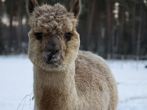 alpaca